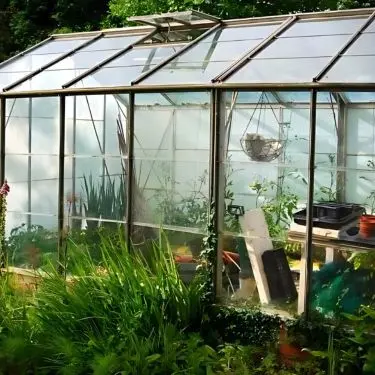 Rengøring af drivhus 